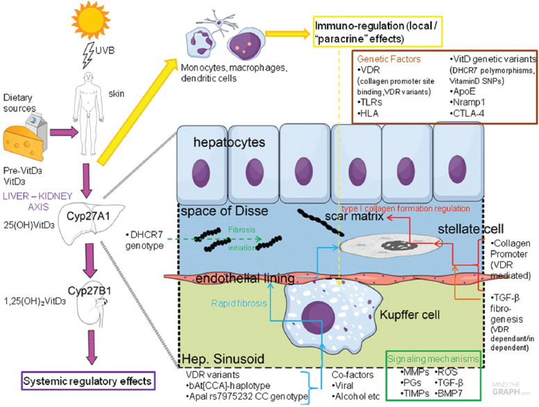 Vitamin D deficiency in patients with liver cirrhosis Konstantakis